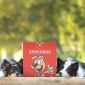 Vyhrajte Spokobox – krabici plnou překvapení pro vašeho psího parťáka