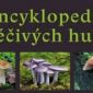 Soutěž o Encyklopedii léčivých hub za 1350 Kč